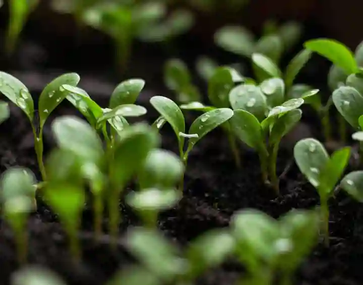 Young green seedlings with water droplets on them, dark soil behind.