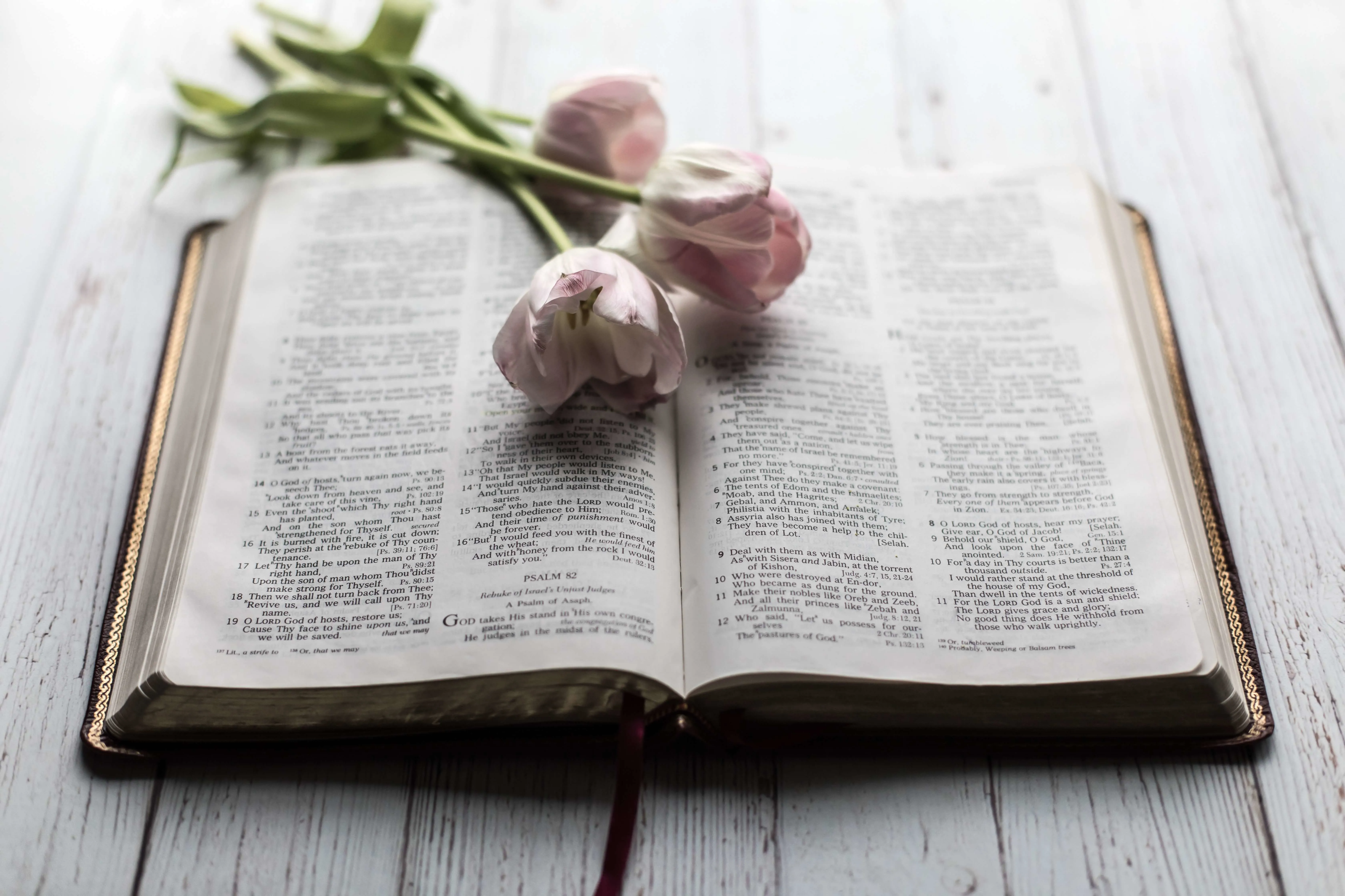 Tulips on the Bible