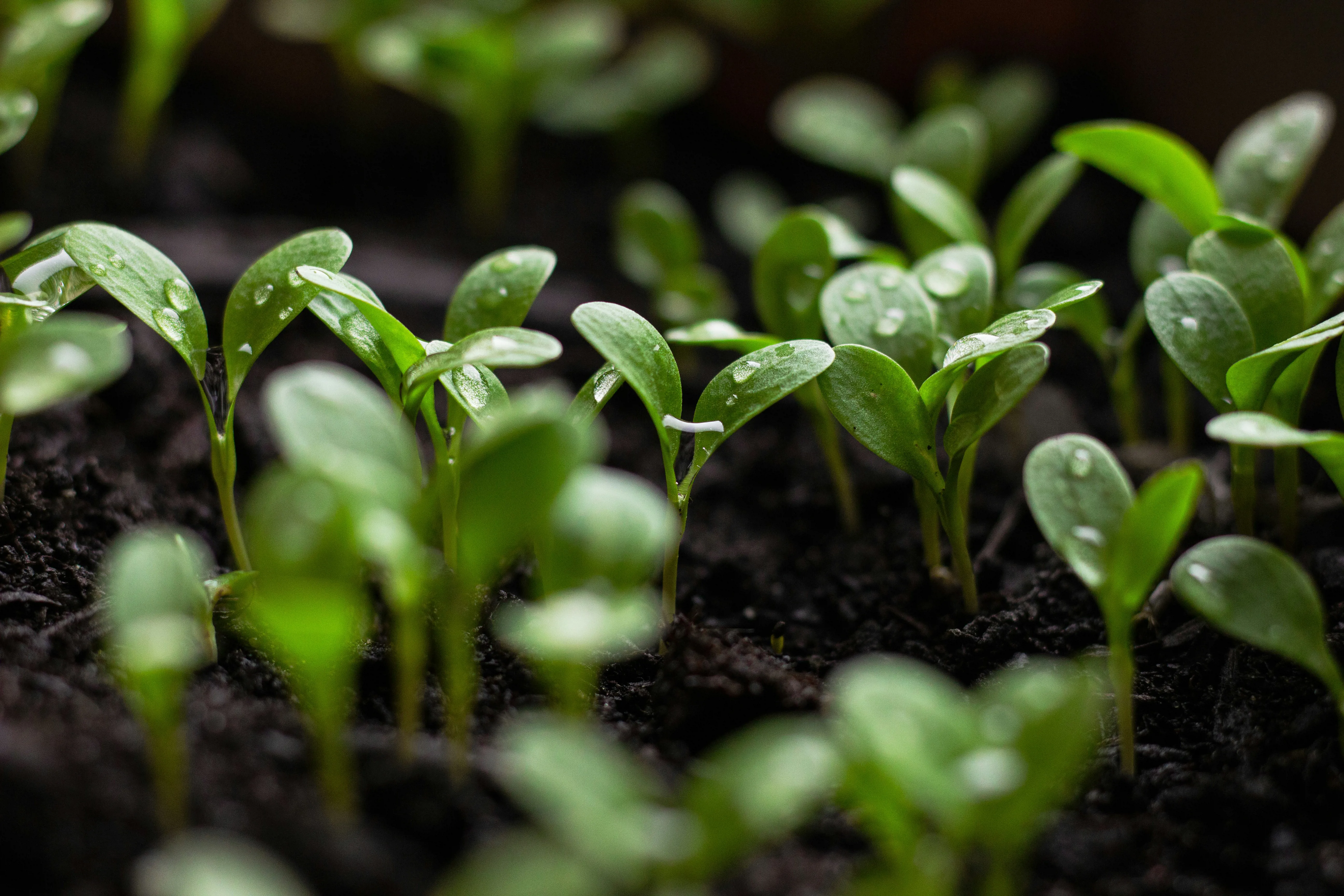Young green seedlings with water droplets on them, dark soil behind.
