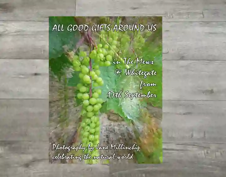 Poster advertising Photographic Exhibition with bunch of grapes.