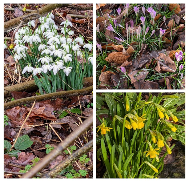 3 images of snowdrops, crocus and daffodils