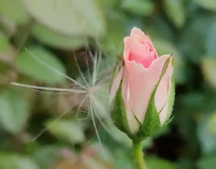 Close up photo of a pink rose