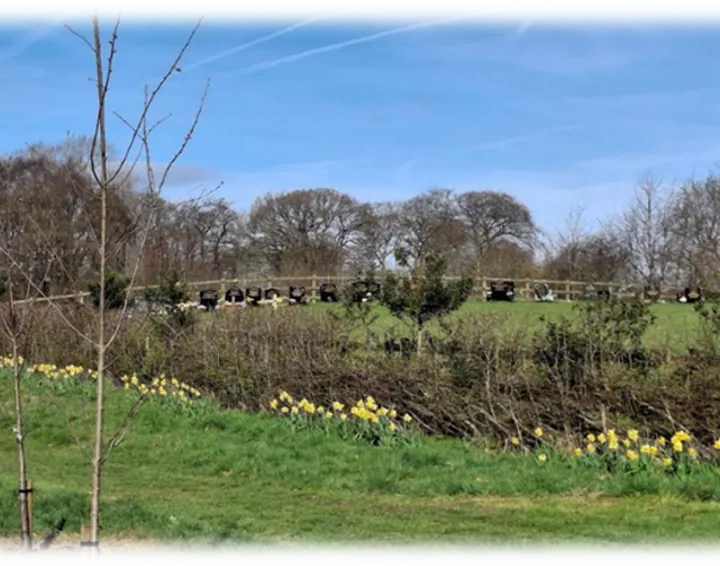 A photo of Whitehead Field in spring with daffodils