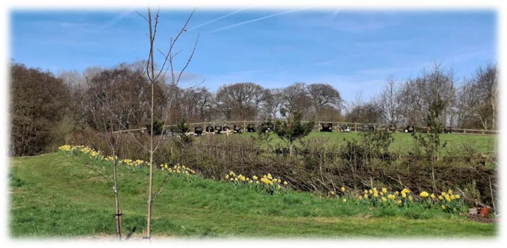 A photo of Whitehead Field in spring with daffodils