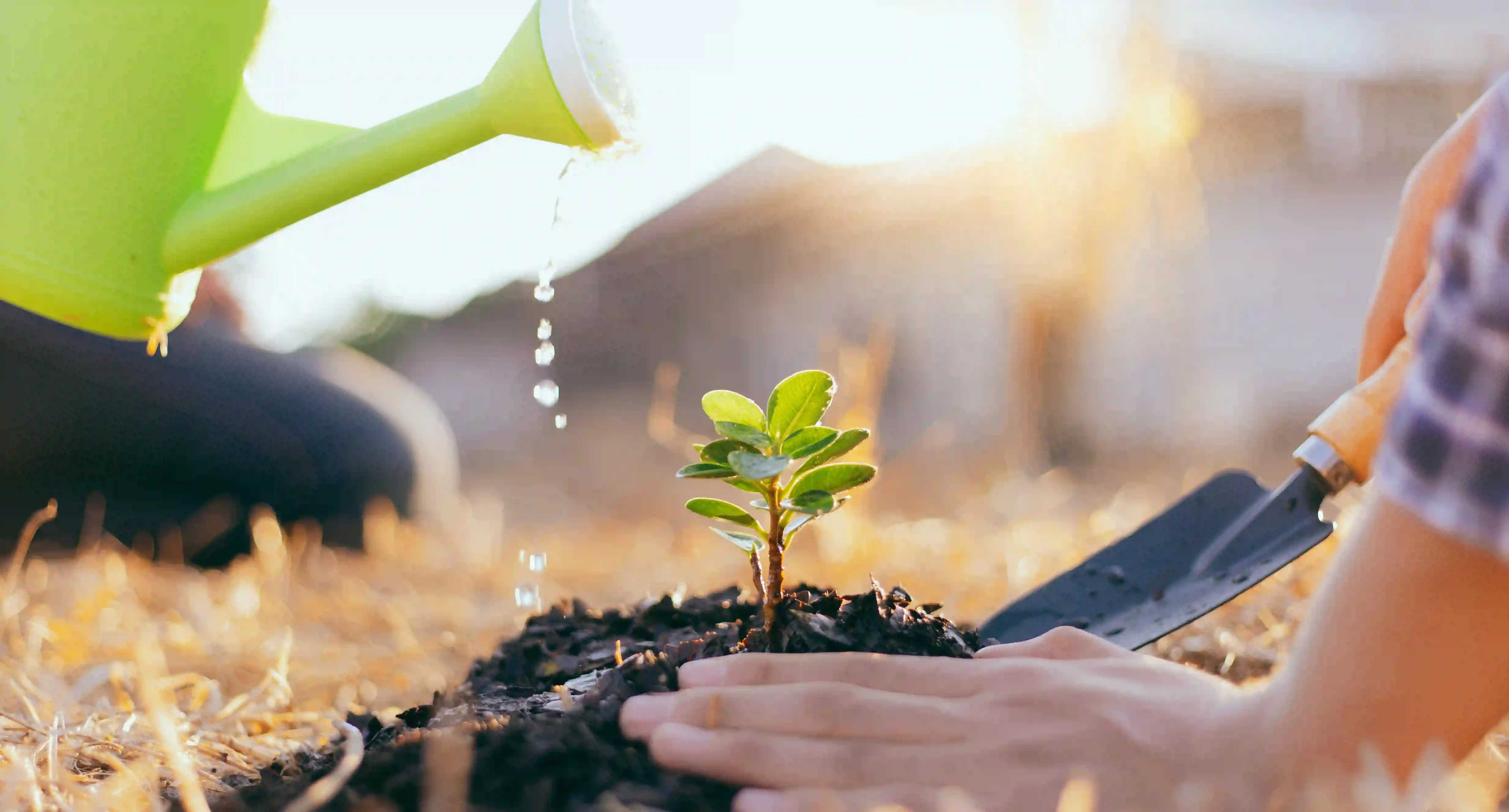 Planting a tree