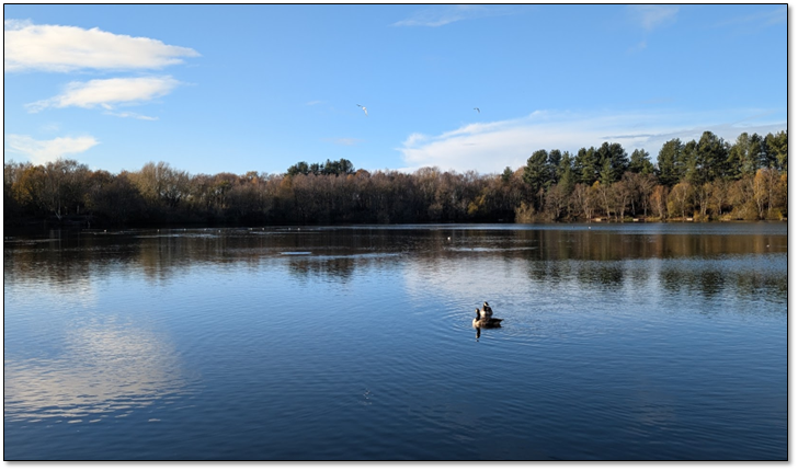 A calm lake with a blue sky reflected and a solitary duck at centre